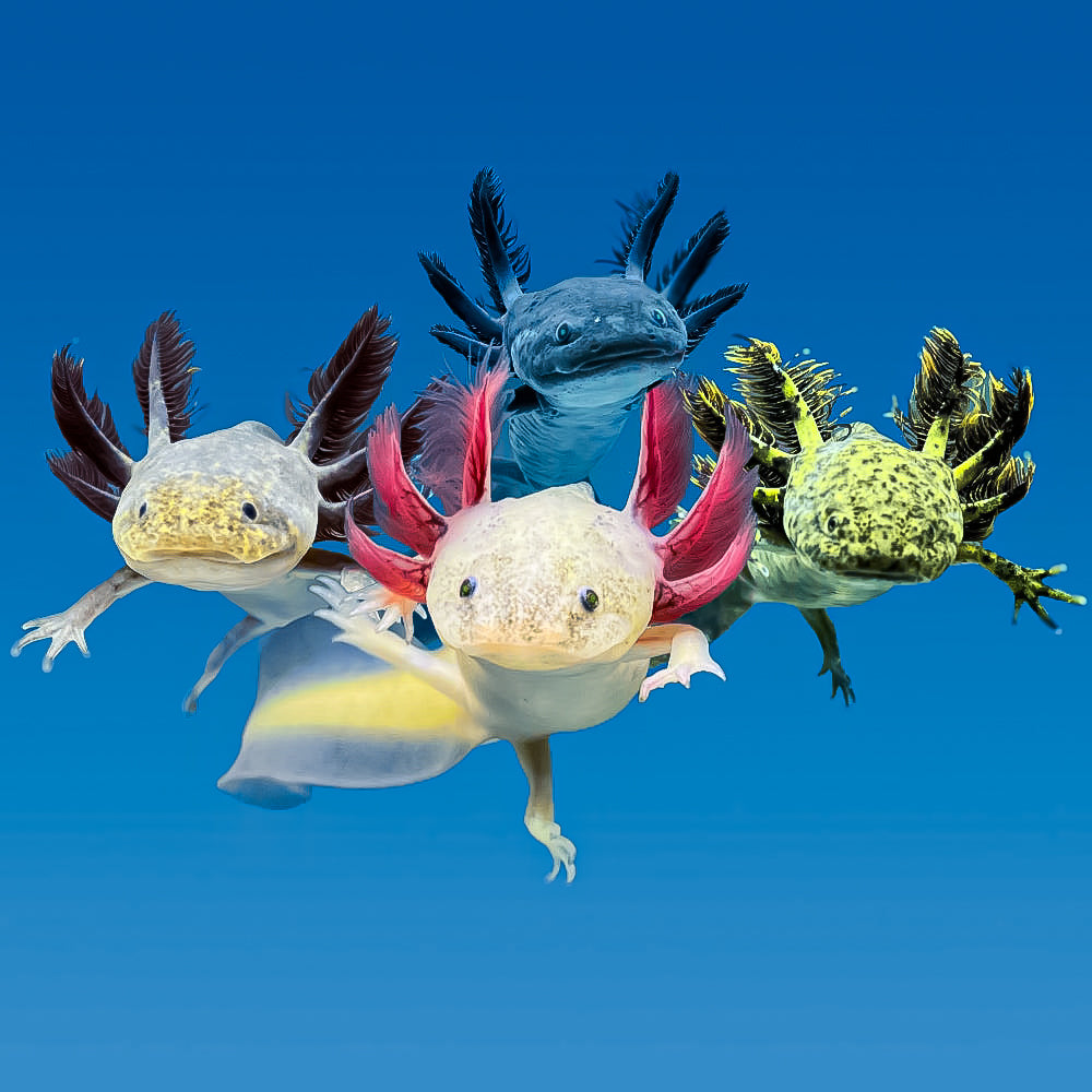 axolotls