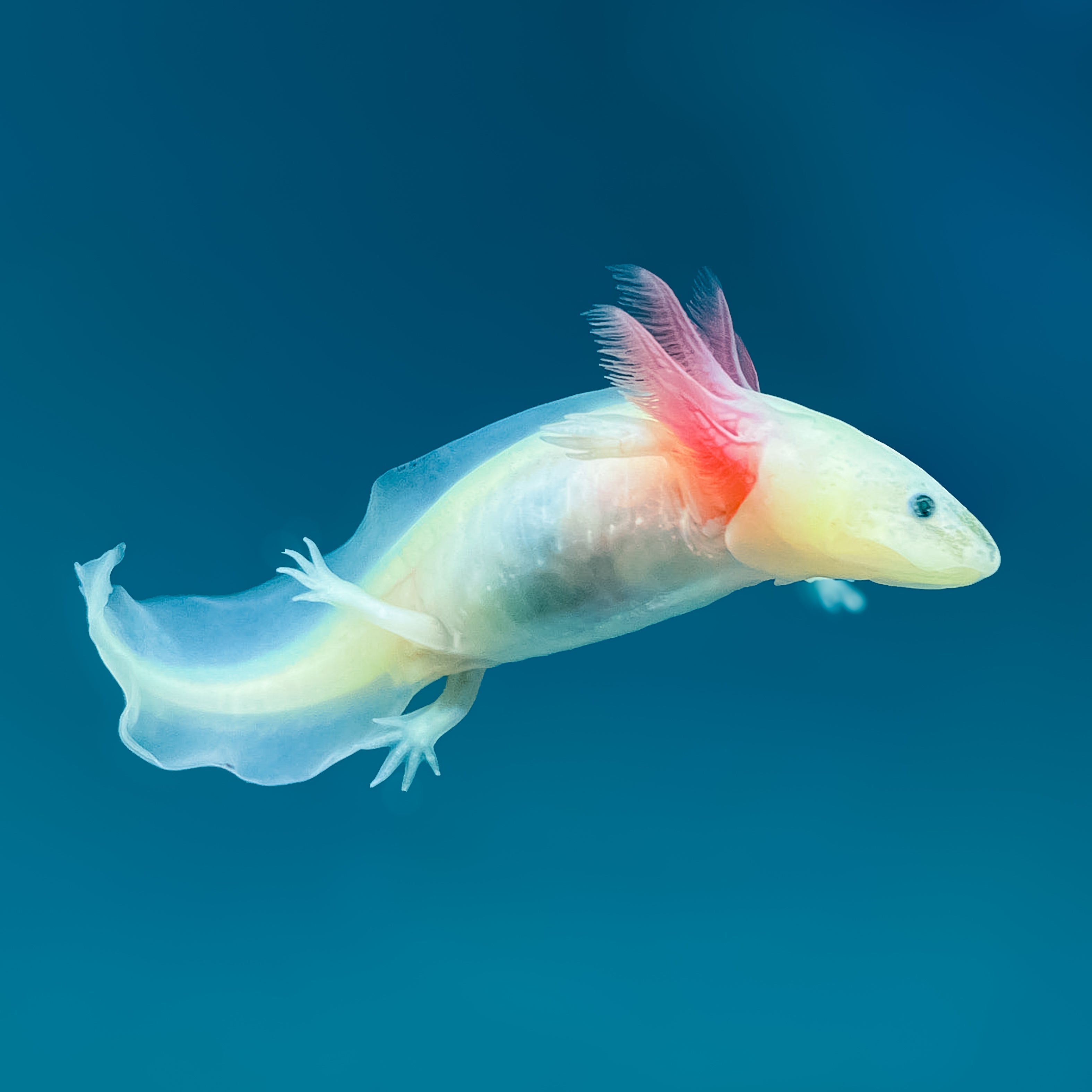 axolotl swimming