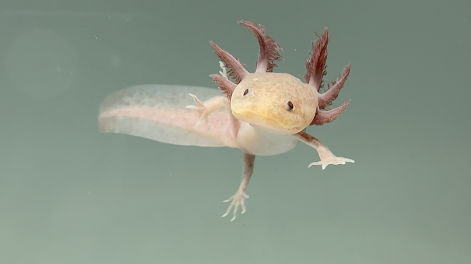 Axolotls and Snails in the Tank Together: Compatibility and Considerations