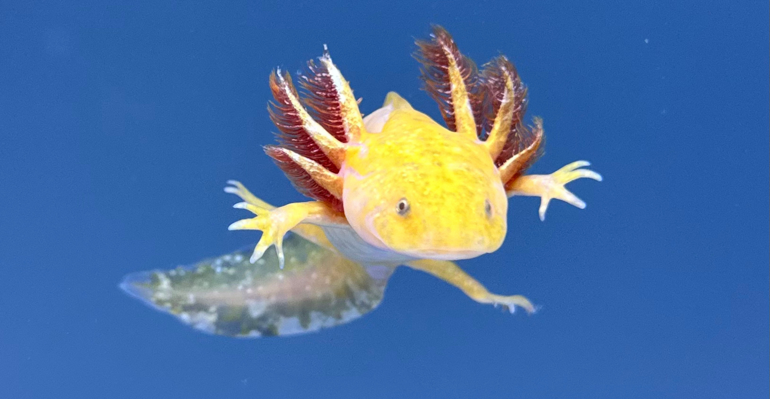 What Should I Look for When Choosing a Reputable Axolotl Vendor?