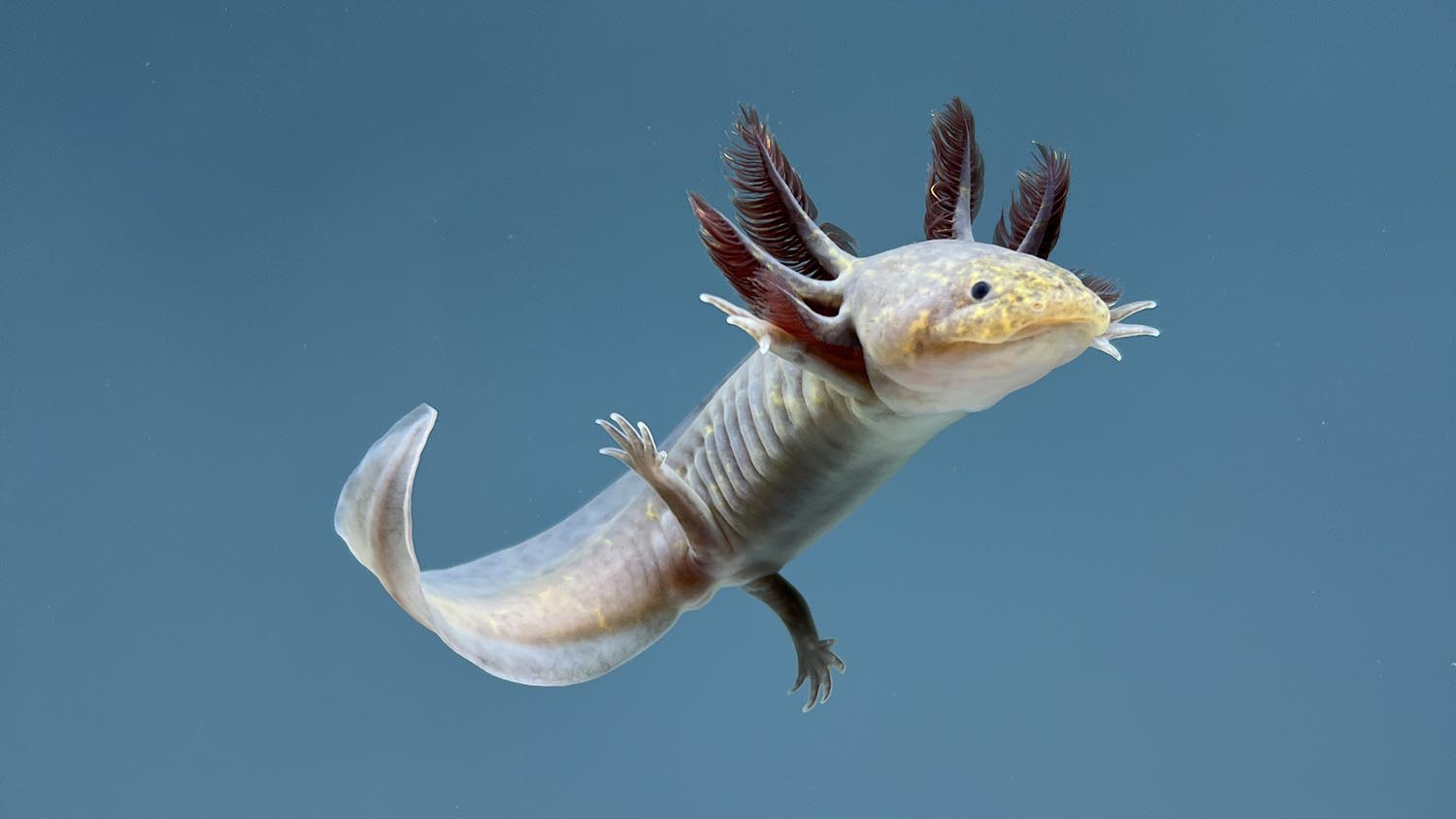 15 Unique Facts About Axolotls