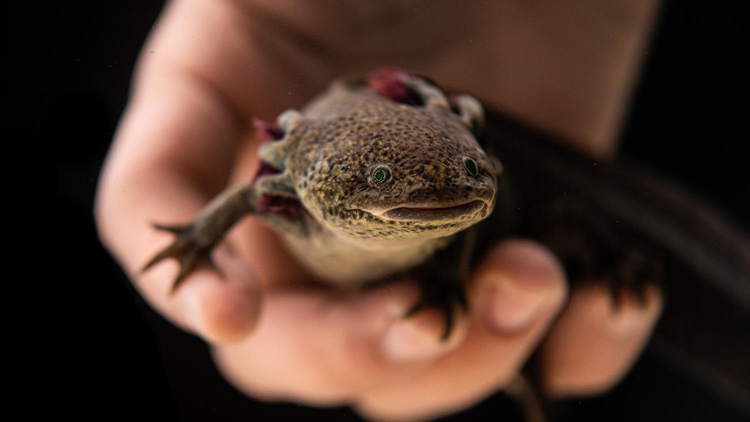 Axolotl fish best sale