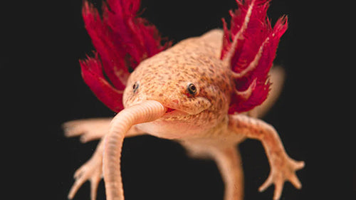 Axolotl Food: Axolotl eating a nightcrawler