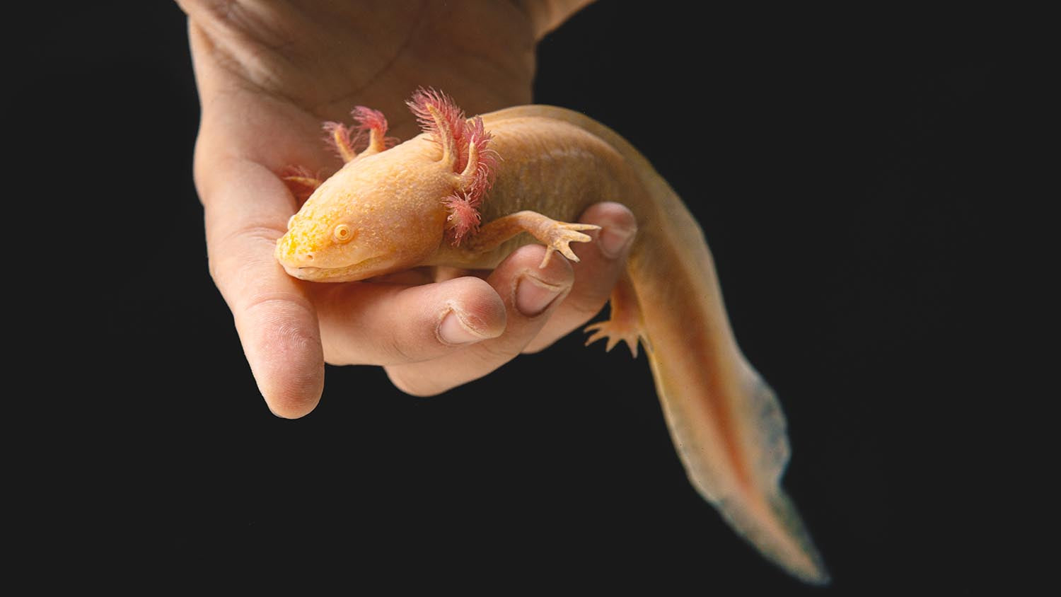 What Do Axolotls Need in Their Tanks?
