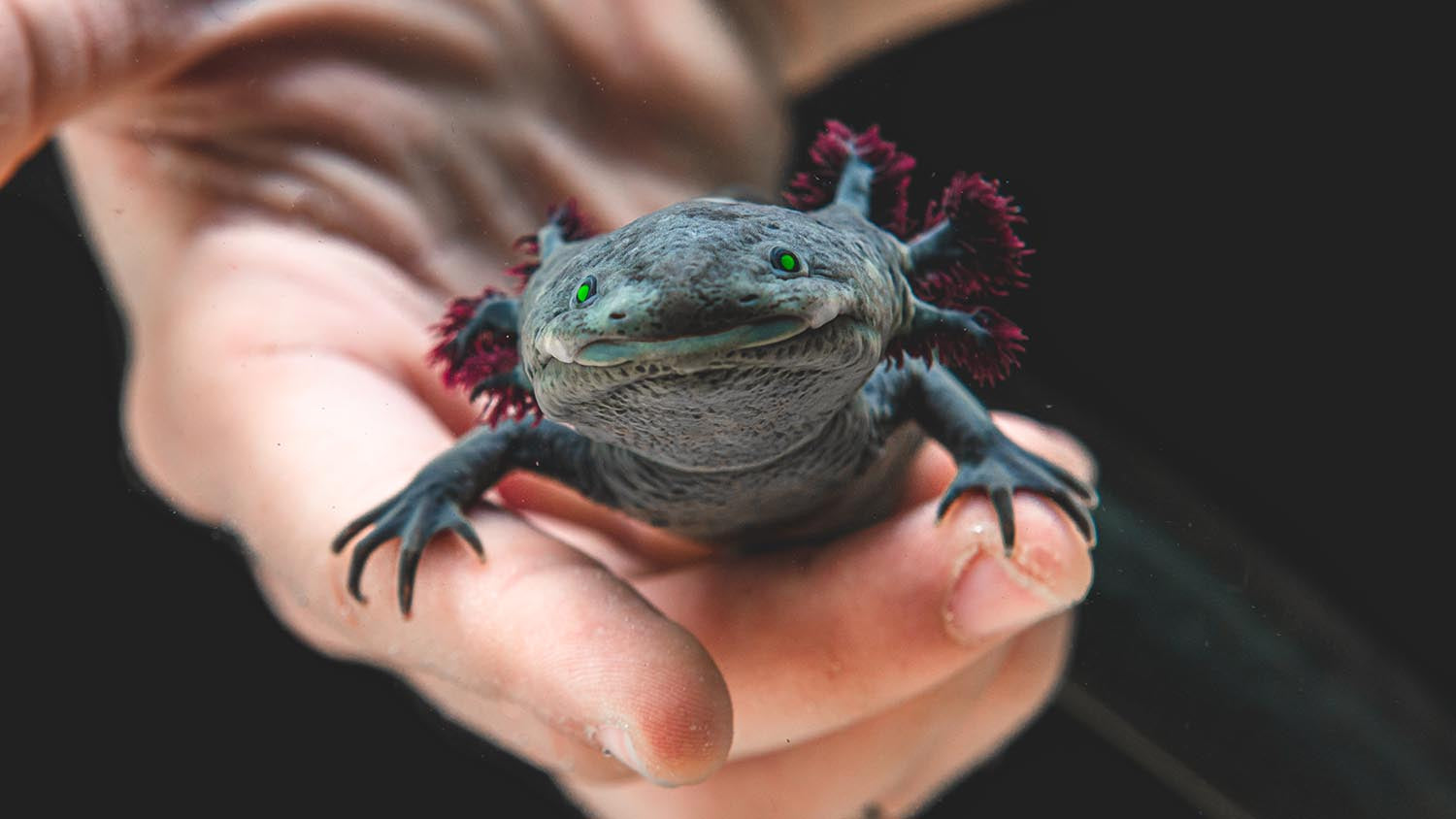 Do Axolotls Like Light? Understanding the Lighting Needs of Your Axolotl