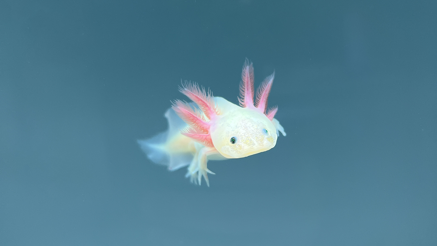 Do Axolotls Like Bubbles? Enhancing Your Axolotl's Environment with Proper Aeration