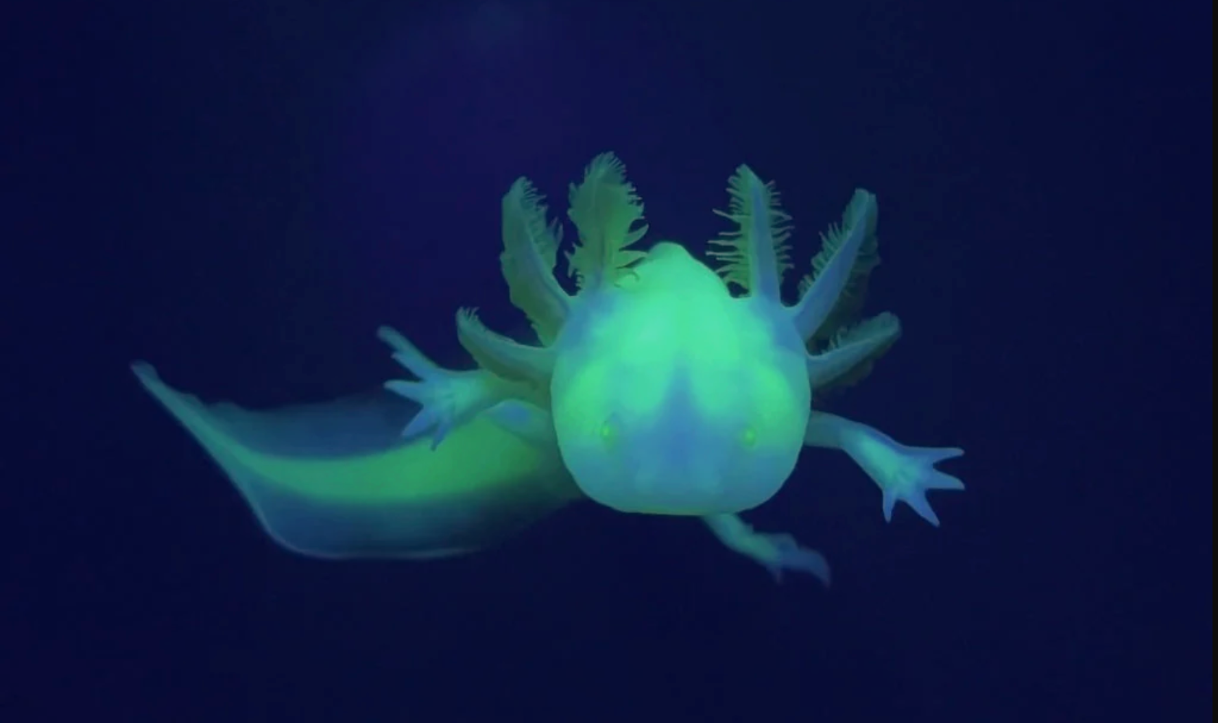 GFP Axolotl under blacklight