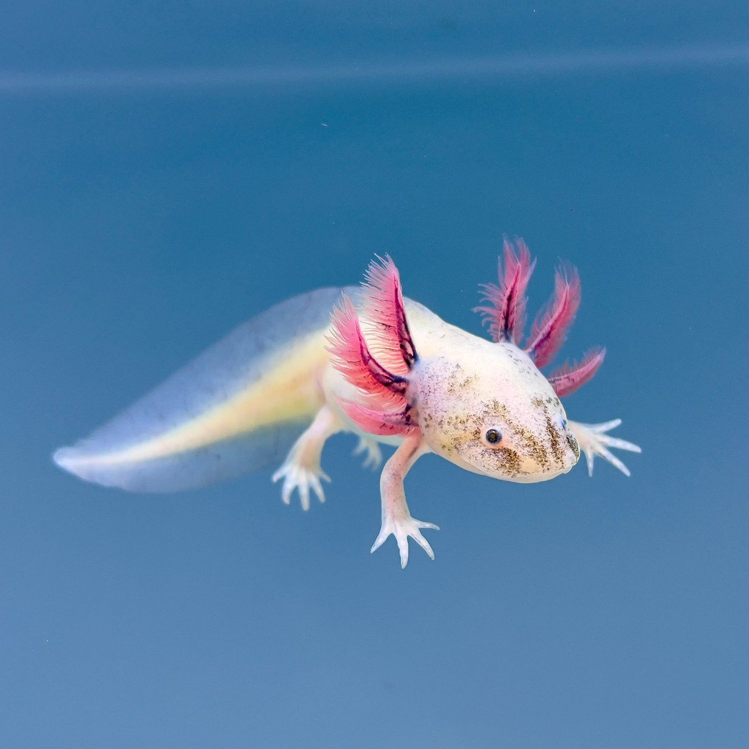 What Do Axolotls Represent? Symbolism, Meaning & Spiritual Significance