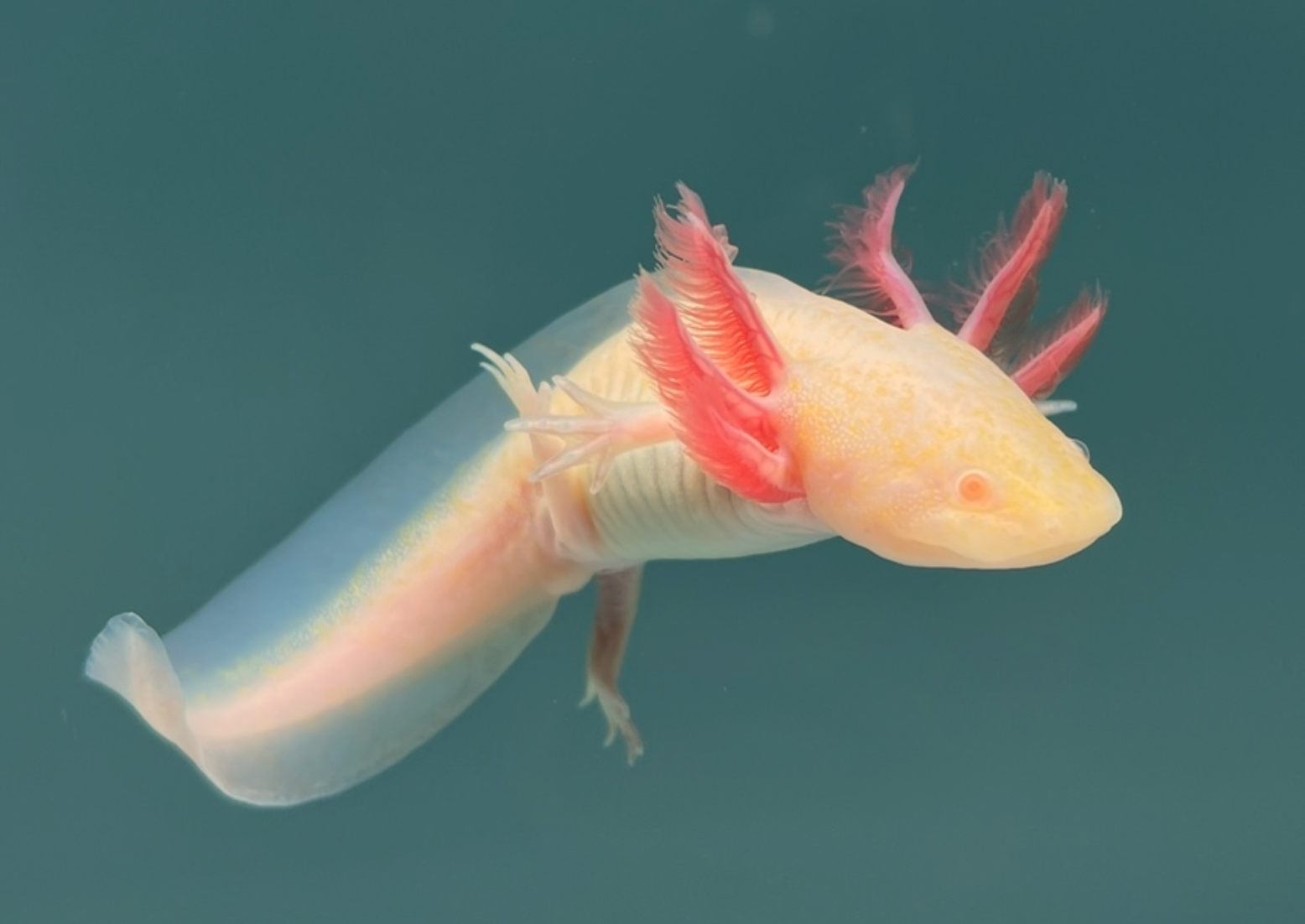 axolotl in water