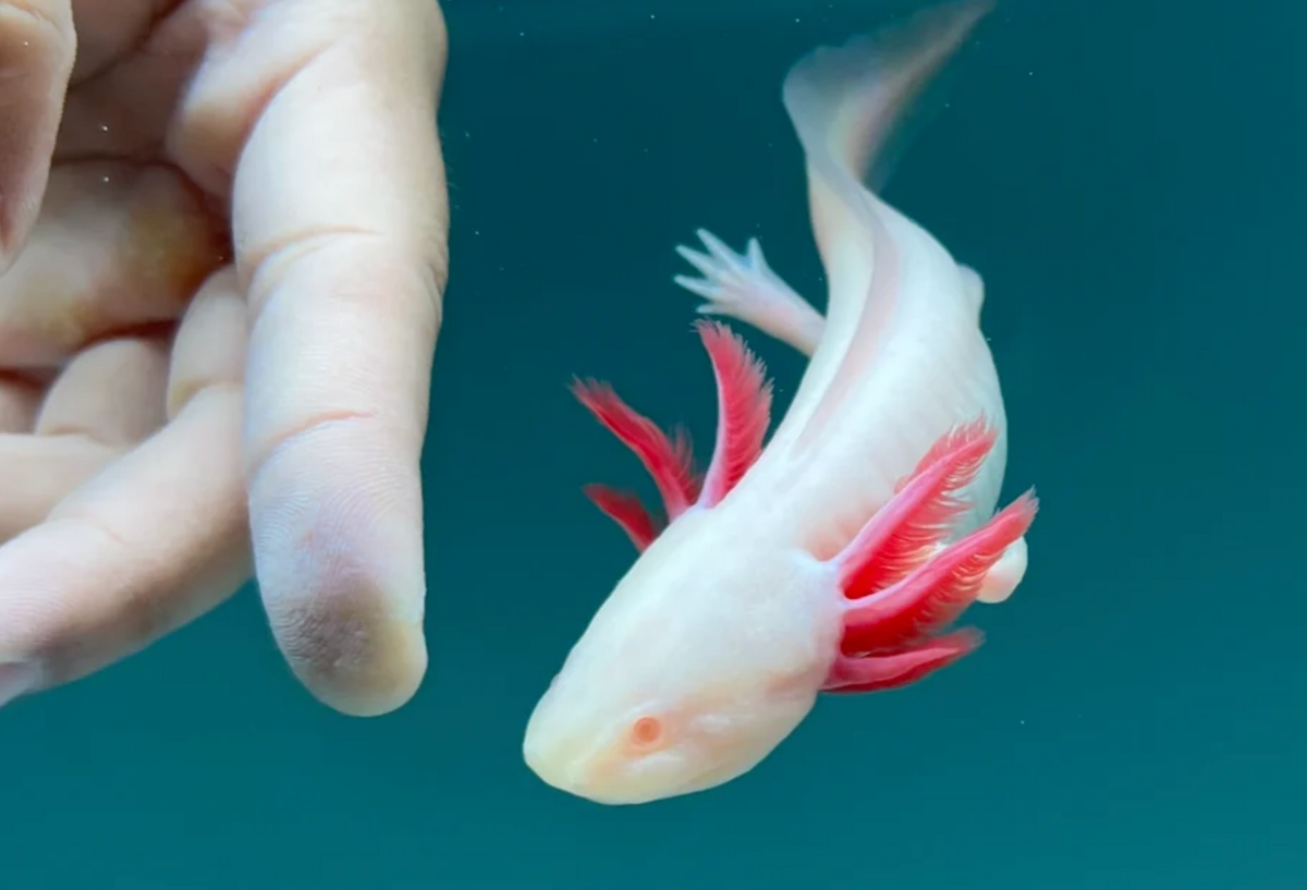 Lucy axolotl and hand