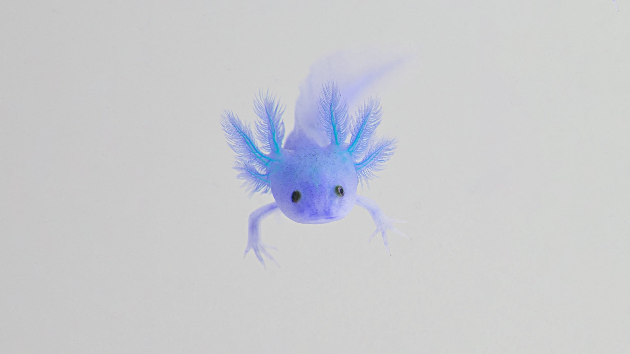 Baby Axolotl Clear Slime