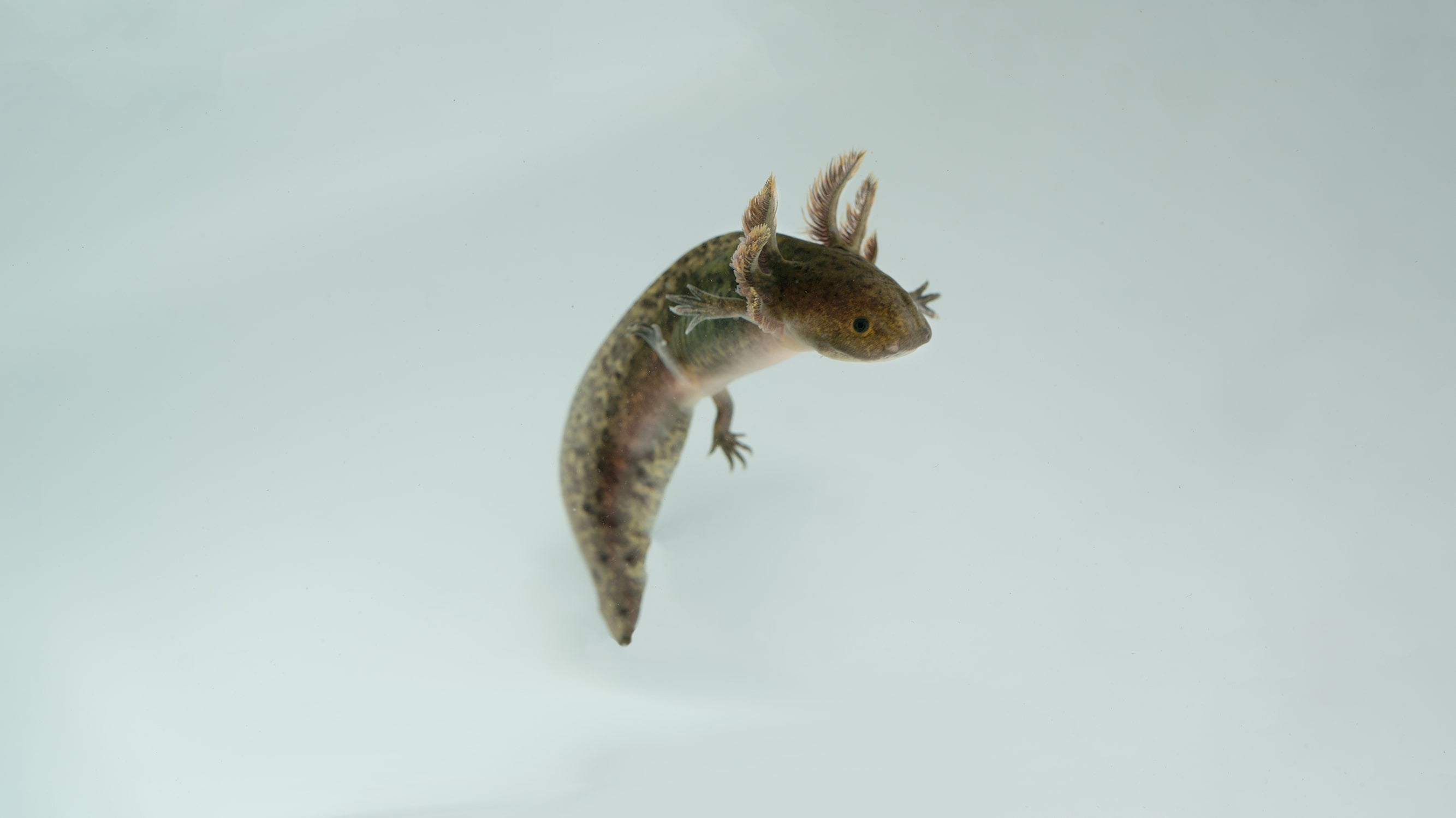 What are the Rarest Axolotls in the World?