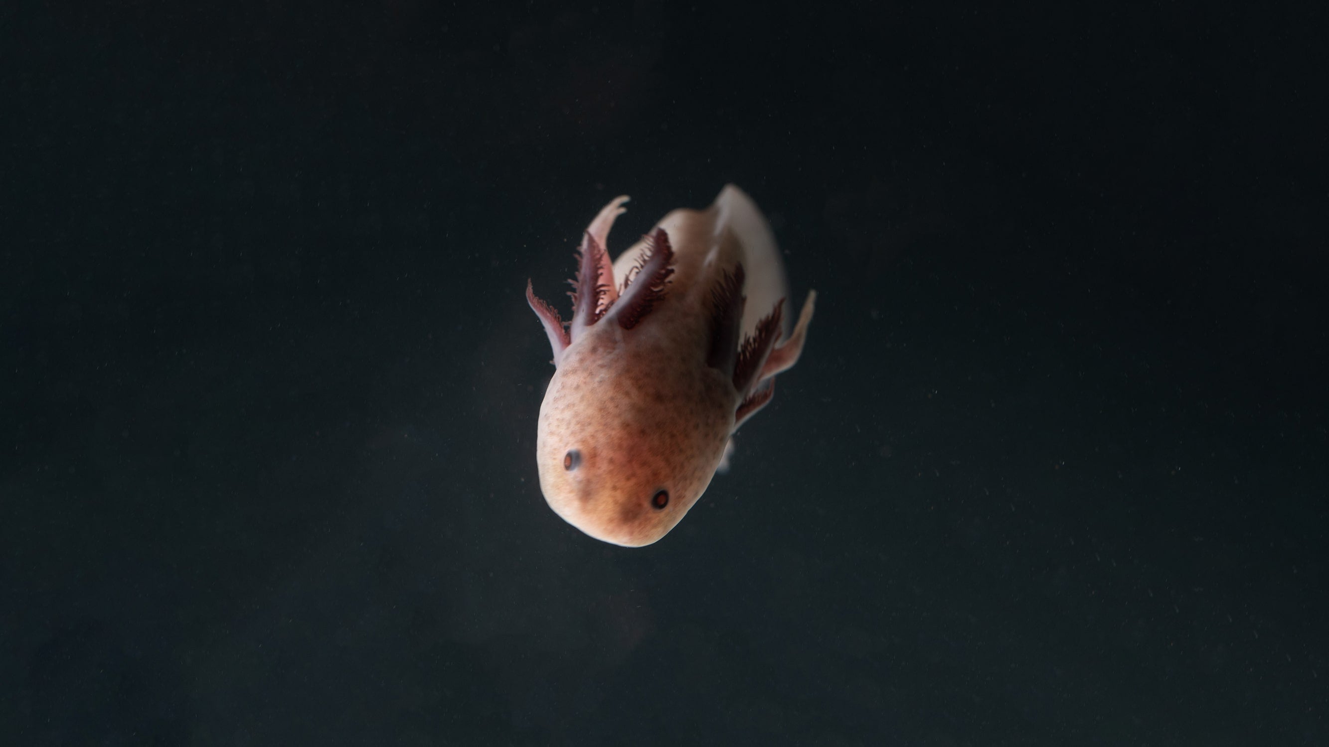 Axolotl live store with other fish