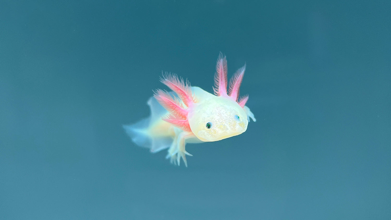 What Do Baby Axolotls Eat? - Feeding Nature