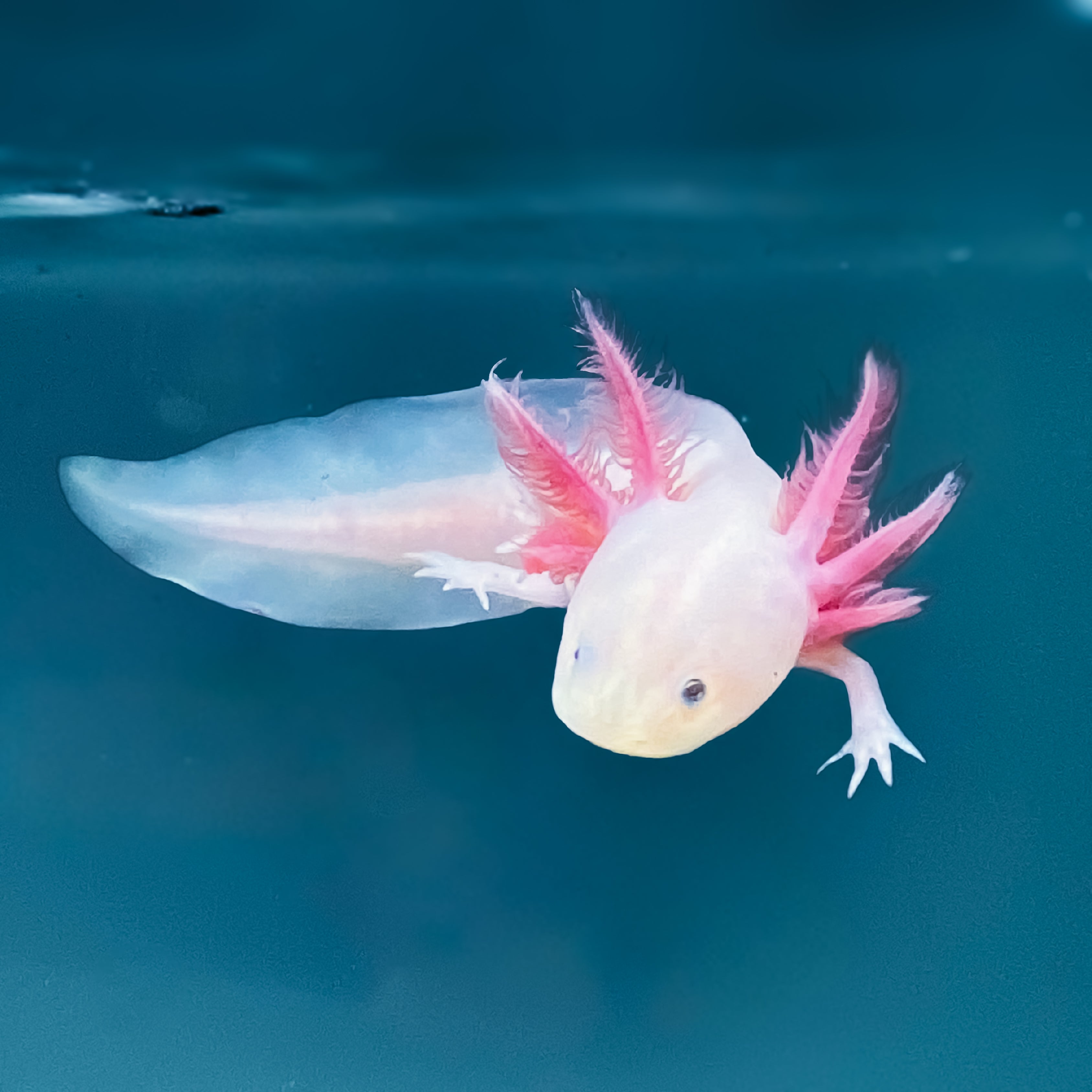 Leucistic Axolotl