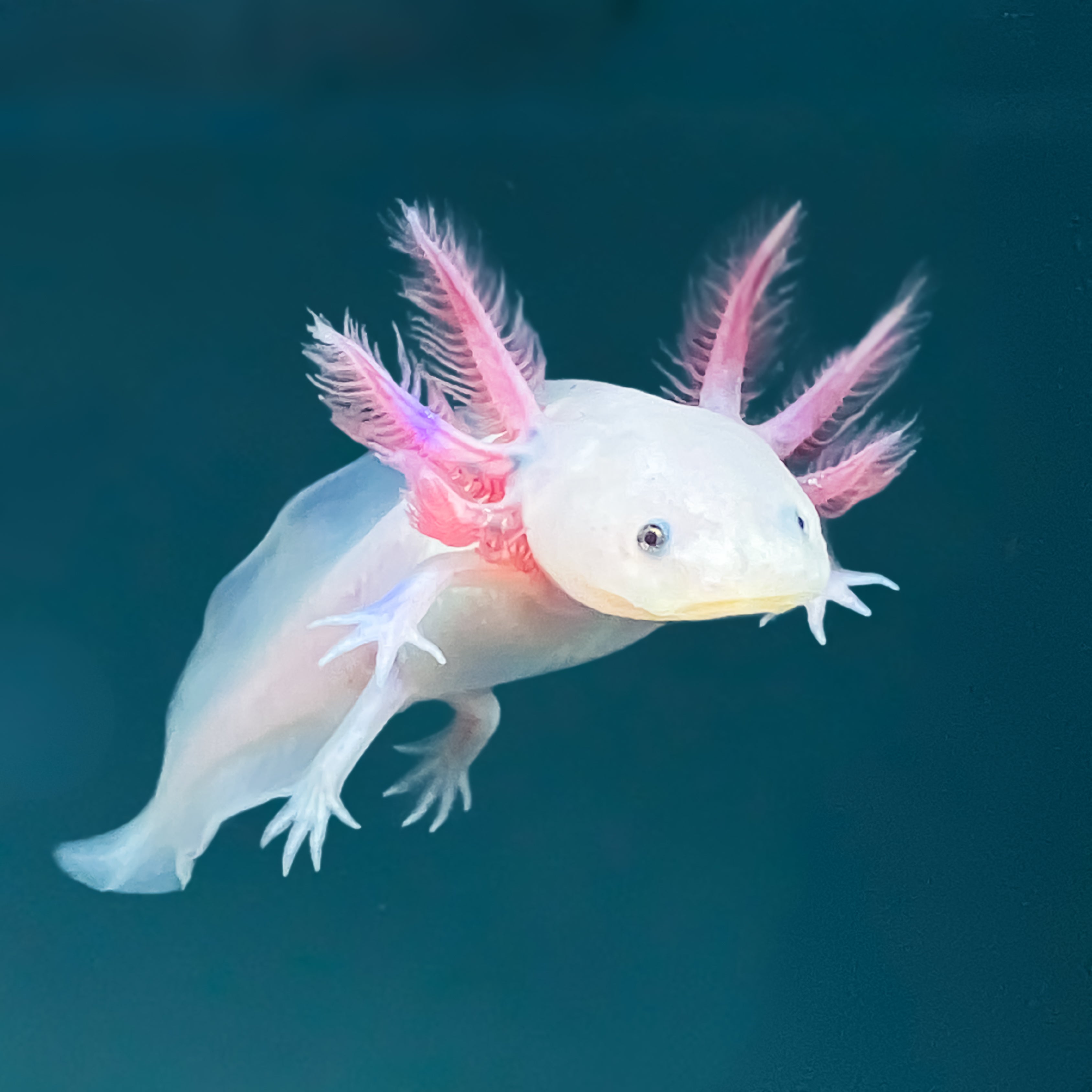 Leucistic Axolotl