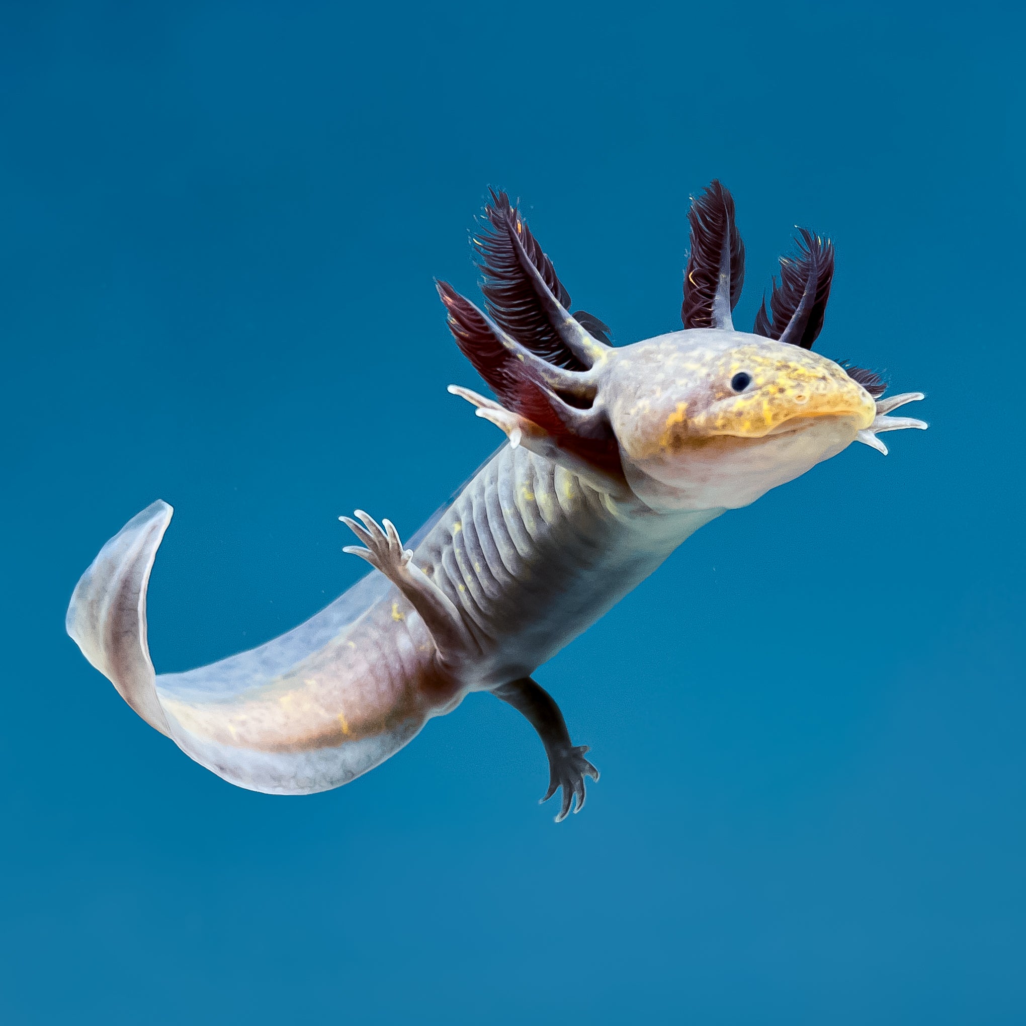 Copper Melanoid Axolotl