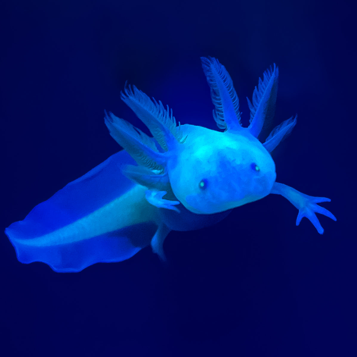 Leucistic GFP Axolotl