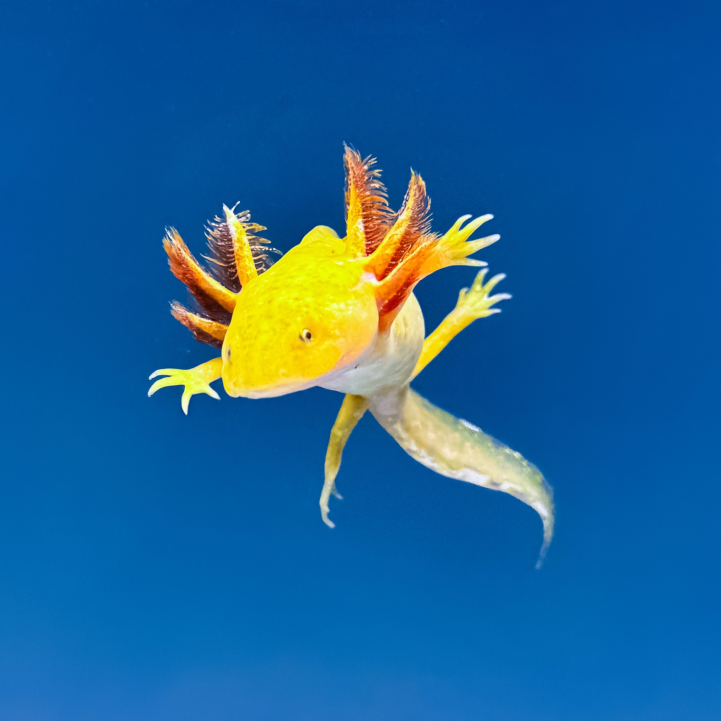 Rescue Axolotls