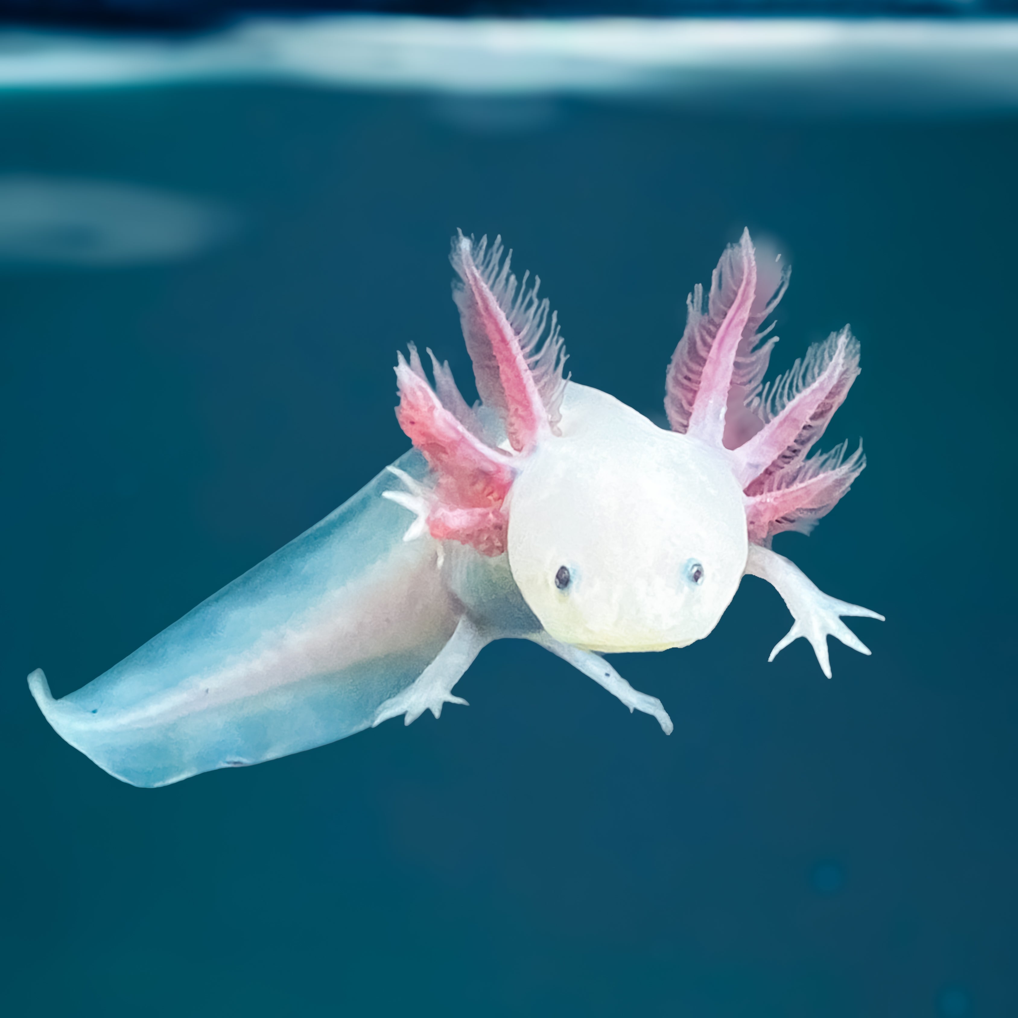 Leucistic Axolotl