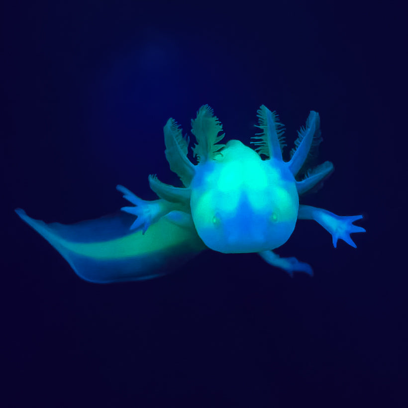 GFP Albino Axolotl