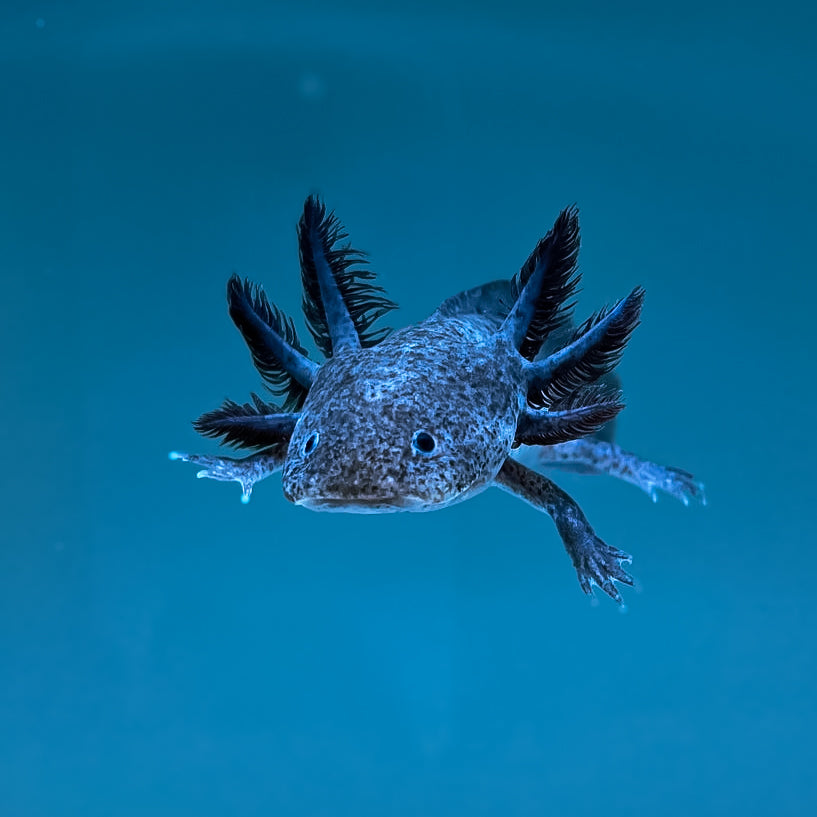Axanthic Axolotl