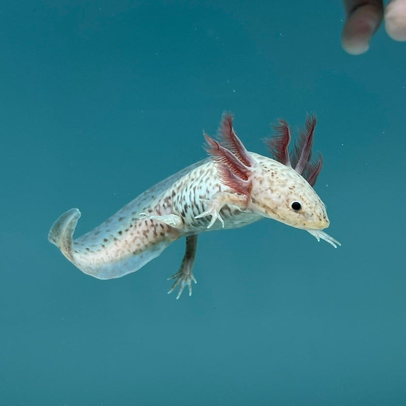 Axanthic Copper Axolotl