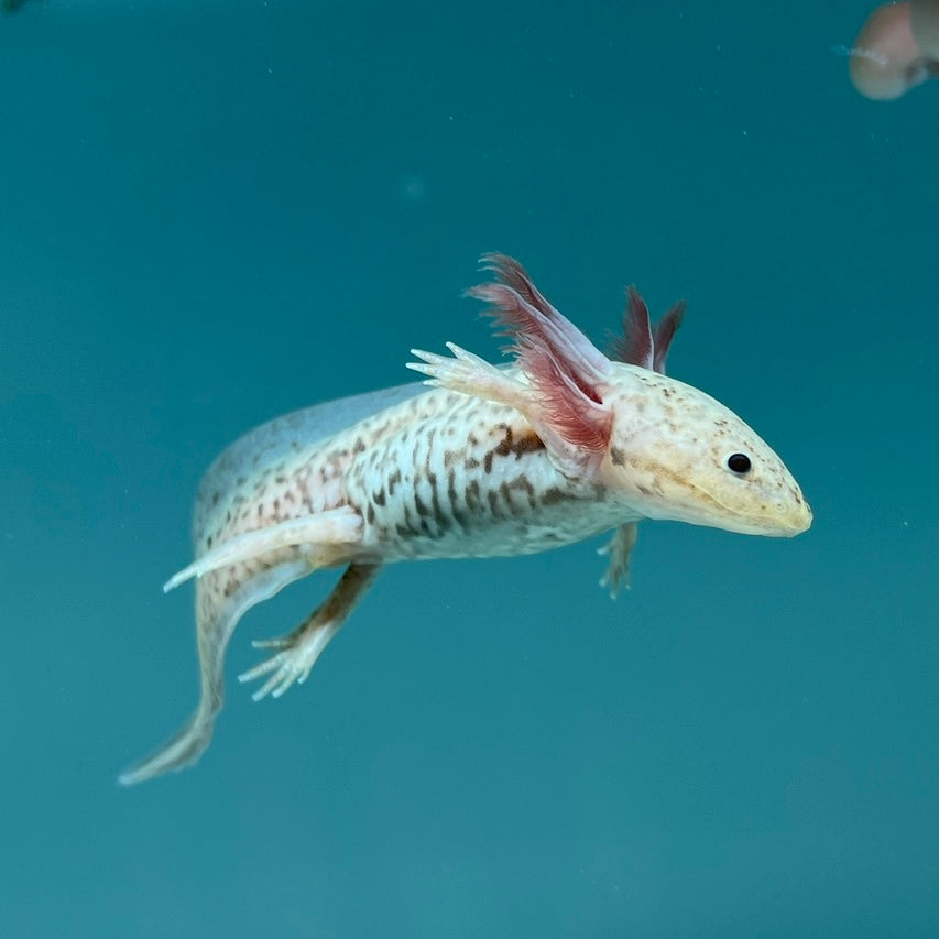 Axanthic Copper Axolotl
