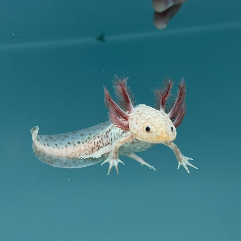 Axanthic Copper Axolotl