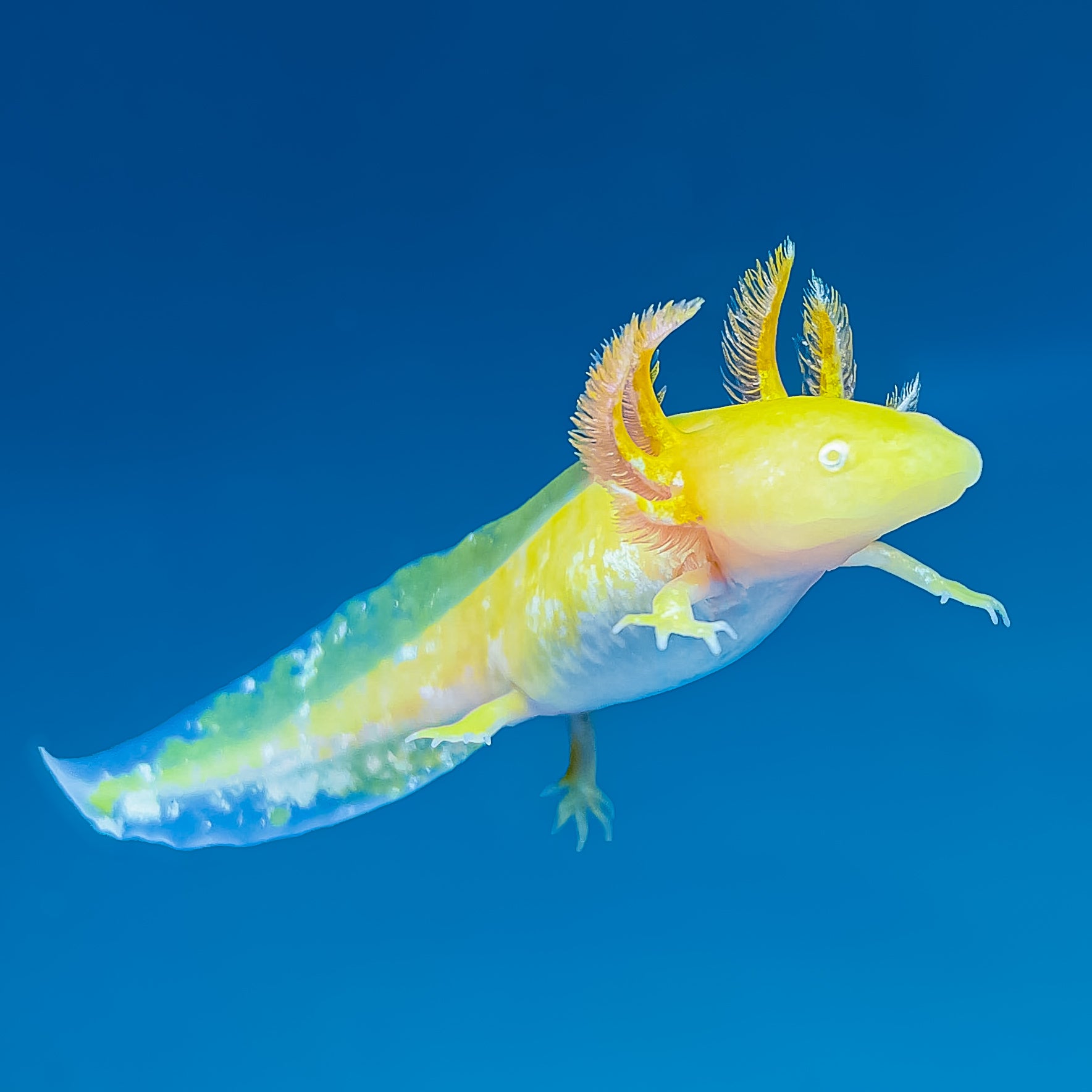 Golden Albino Axolotl