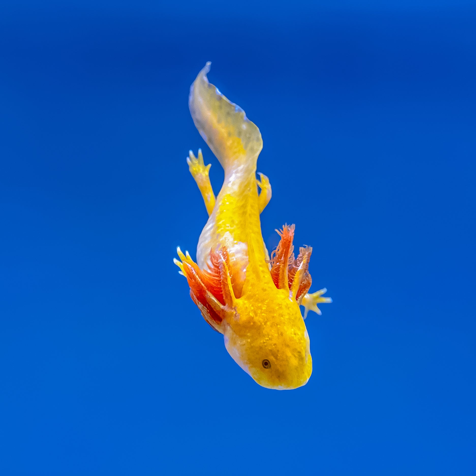 Hypomelanistic Axolotl
