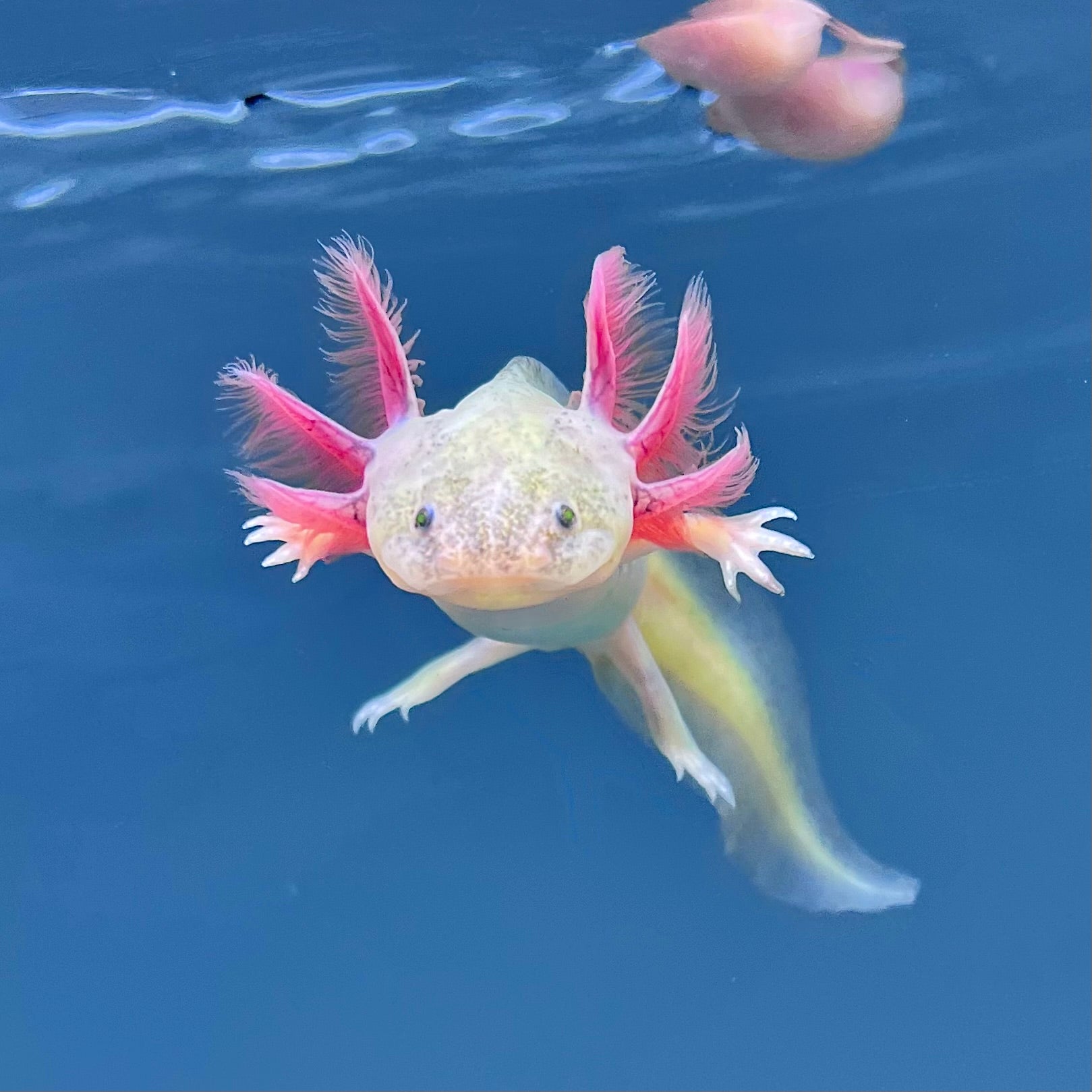 Rescue Axolotls