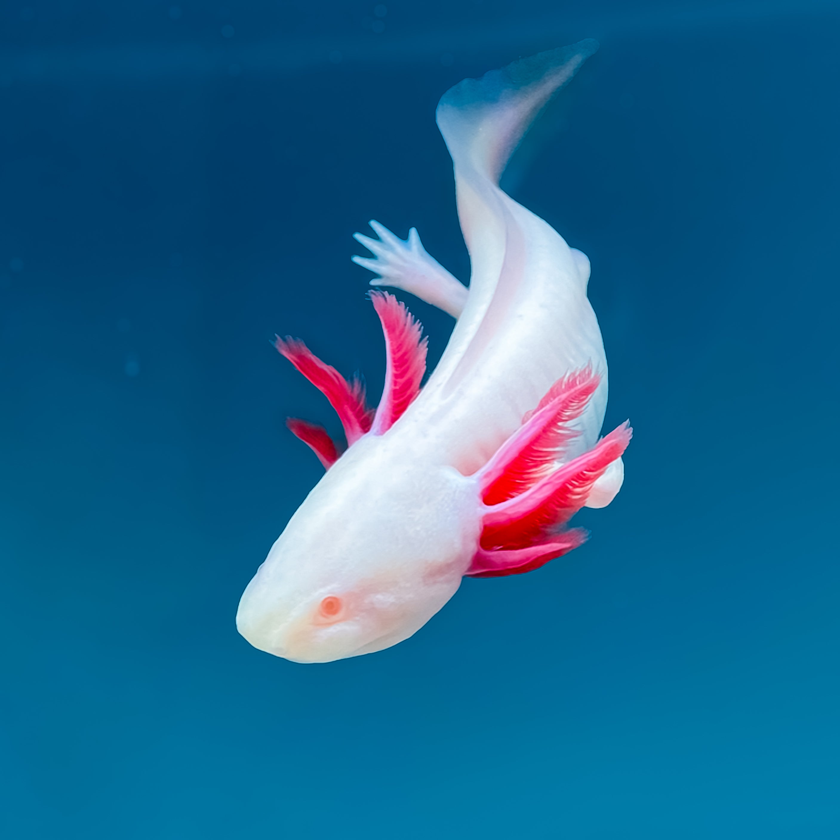Albino Axolotl
