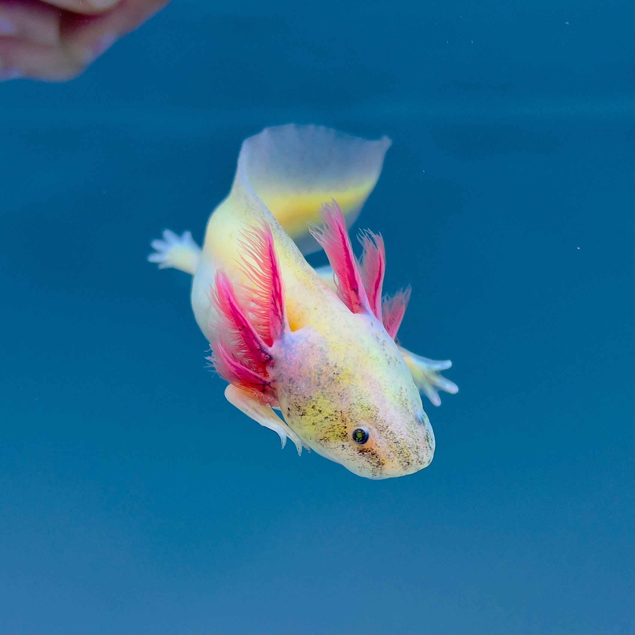 GFP Dirty Leucistic Axolotl