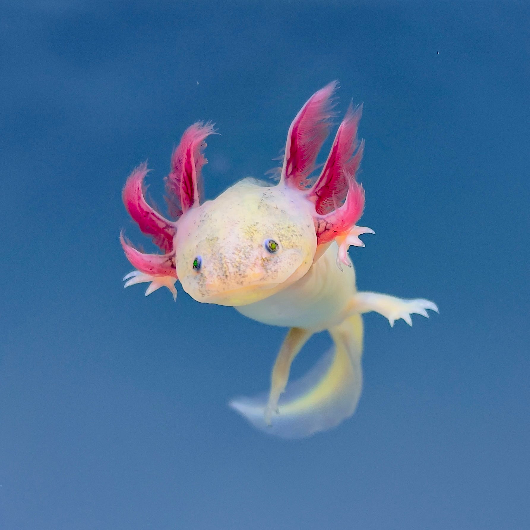 GFP Dirty Leucistic Axolotl