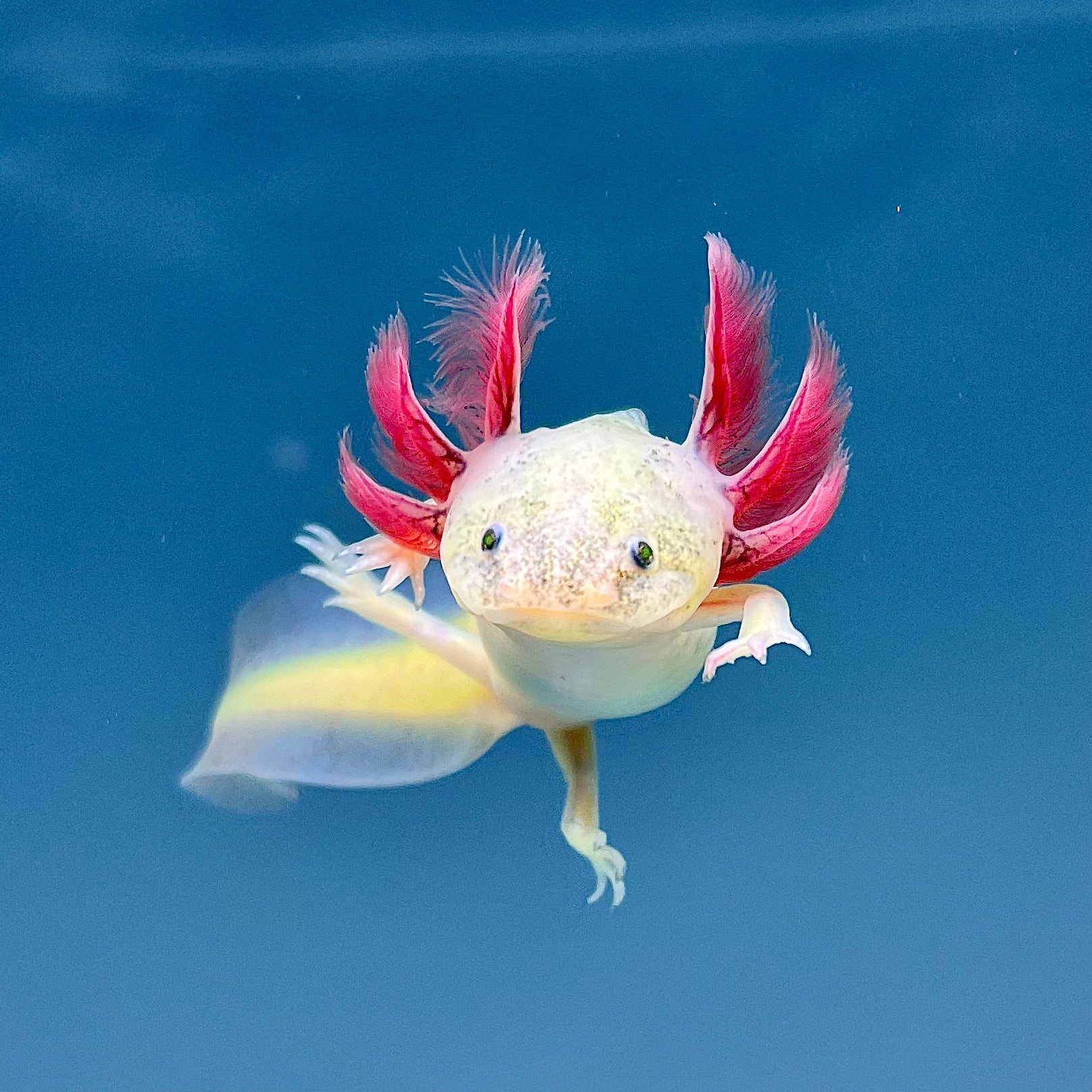 GFP Dirty Leucistic Axolotl