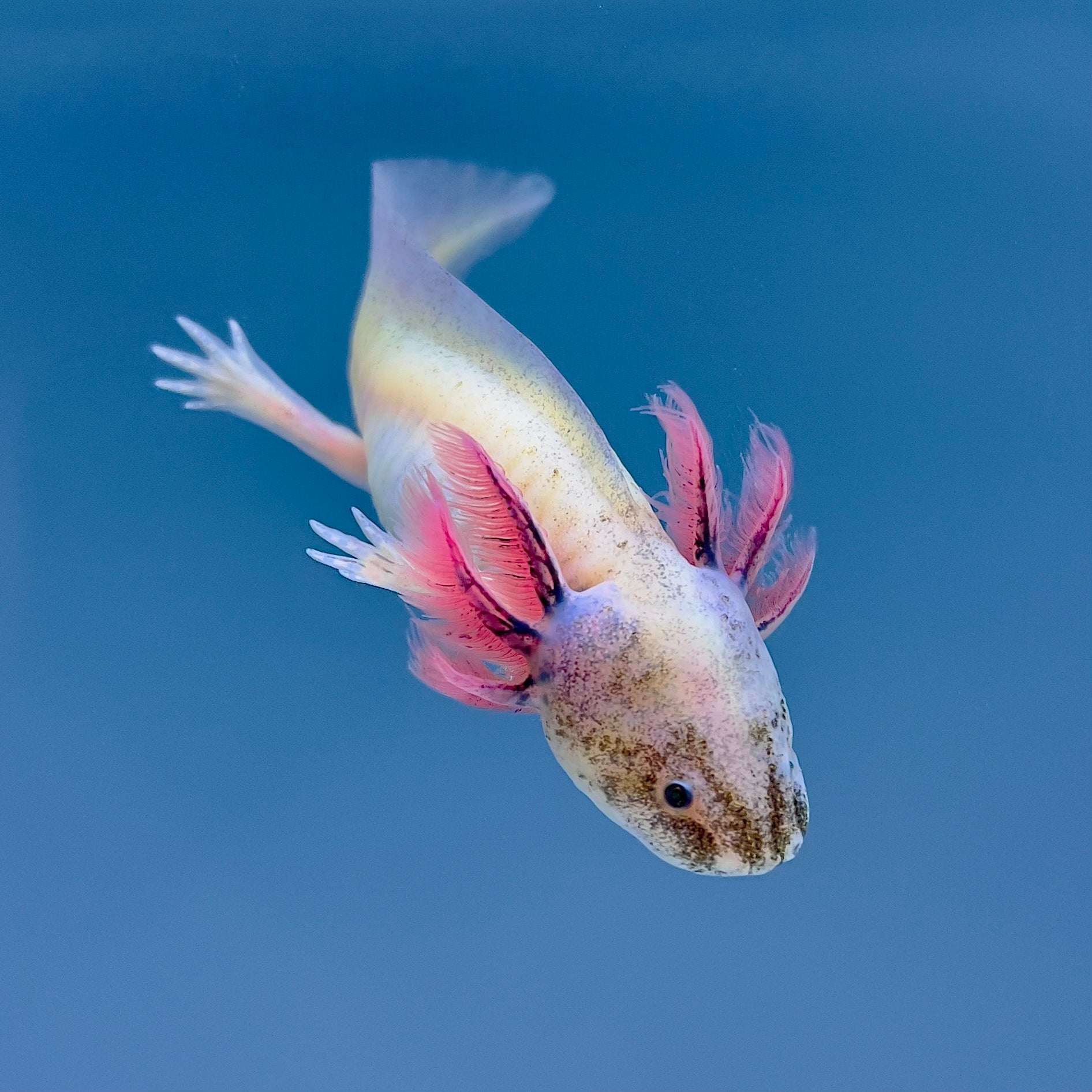 GFP Blue-Gill Dirty Leucistic Axolotl