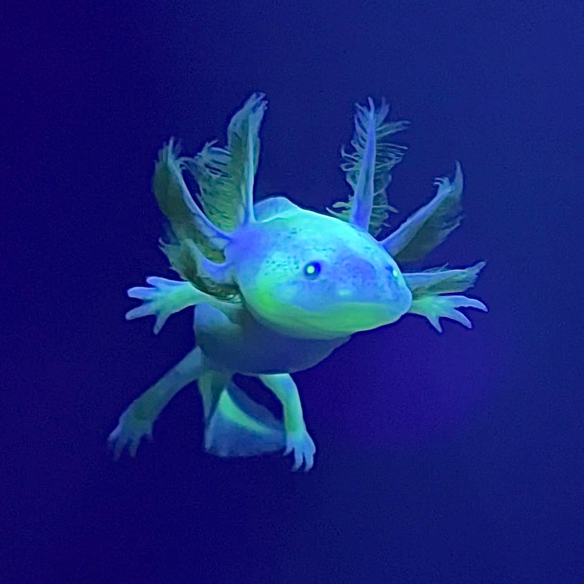 GFP Dirty Leucistic Axolotl