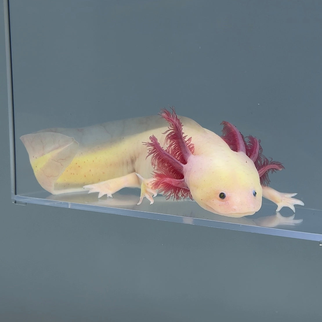 Luna (Female)