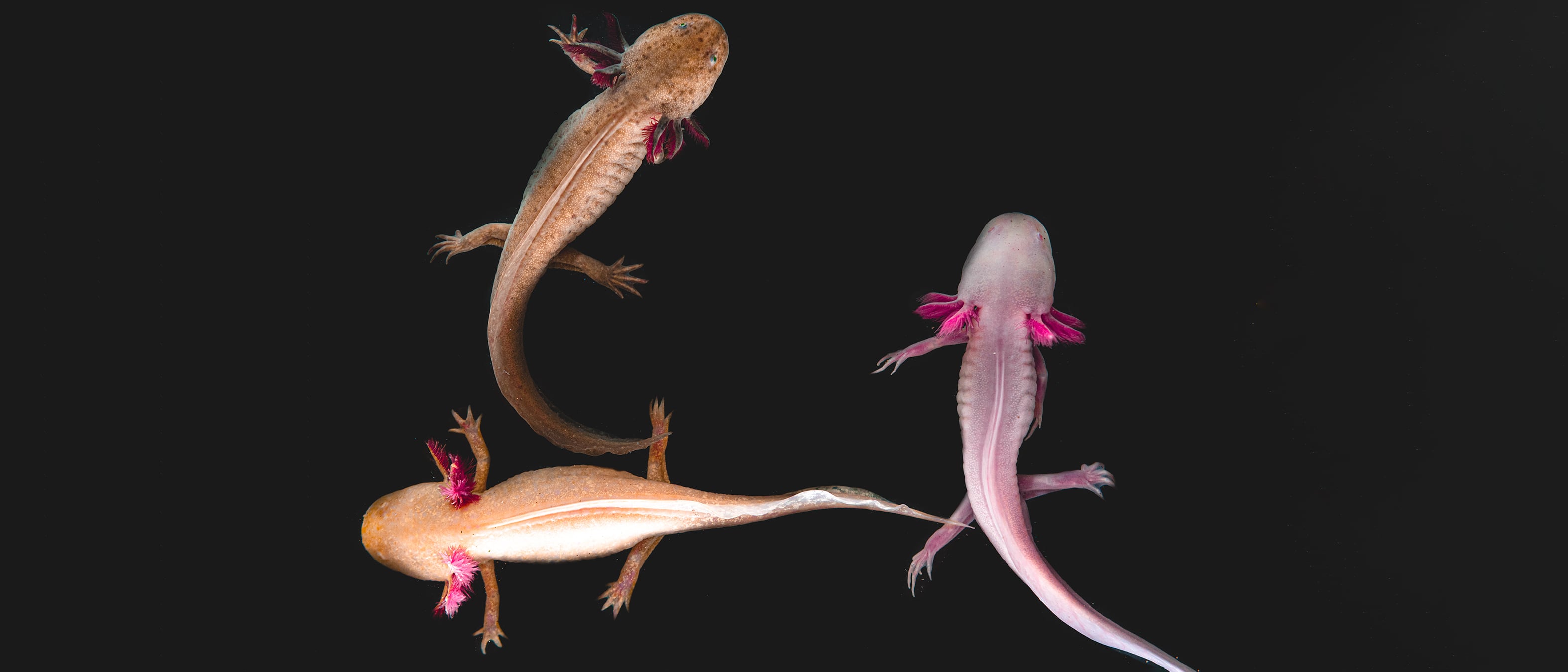 three axolotls seen from above in a dark aquarium