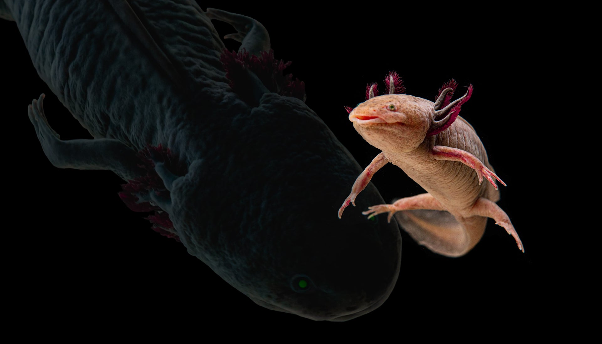 two axolotls swimming on a black background
