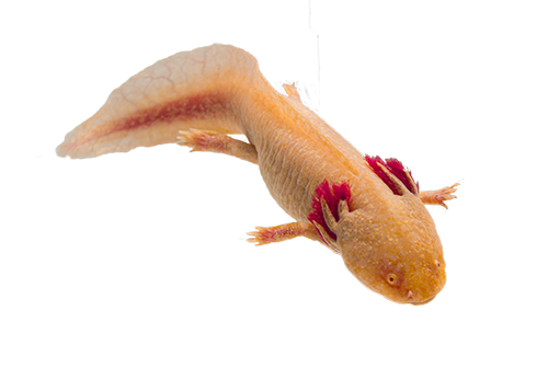 a cutout of a copper axolotl with red gills