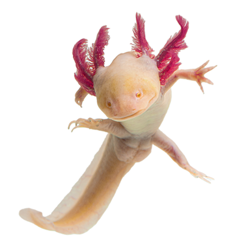 a cutout of a white axolotl with red gills