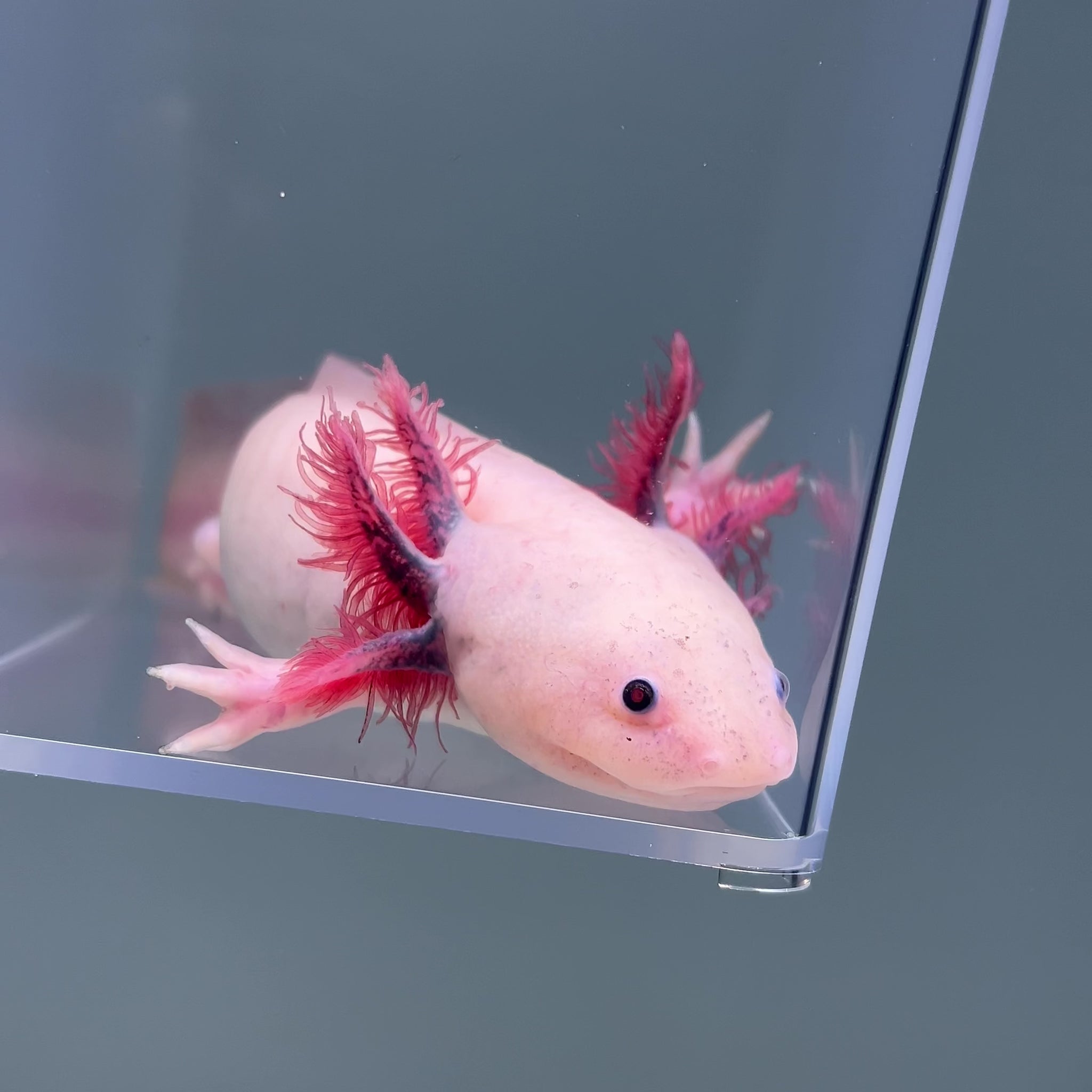 Zebulun (Male)