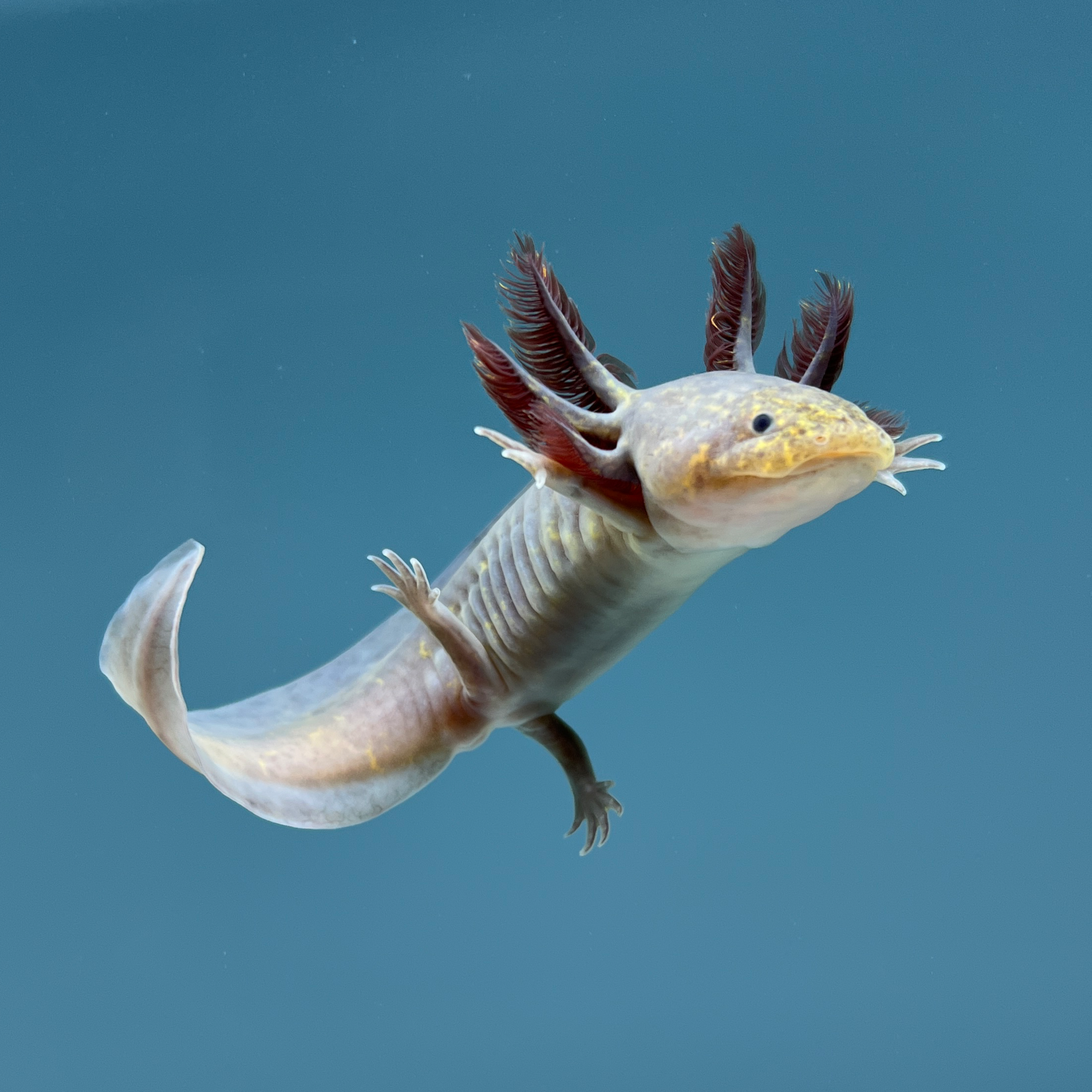 Copper Melanoid Axolotl from Axolotl Planet