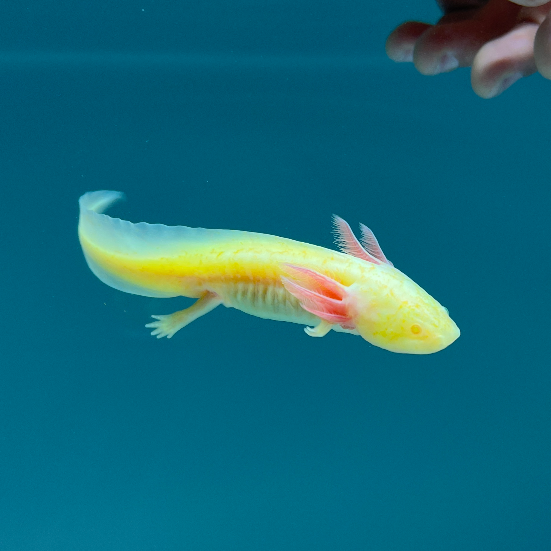GFP Albino Melanoid from Axolotl Planet