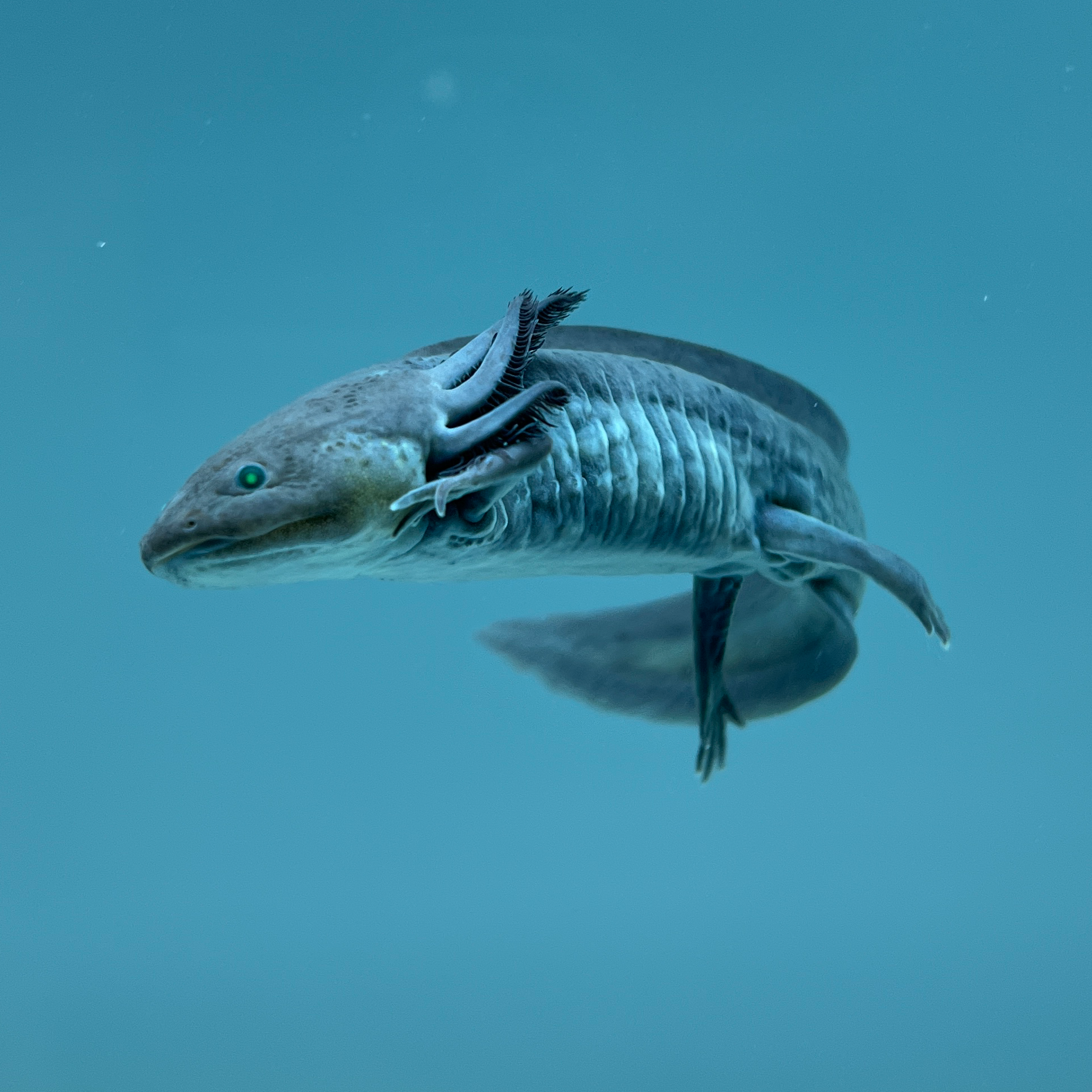 GFP Melanoid Axolotl from Axolotl Planet