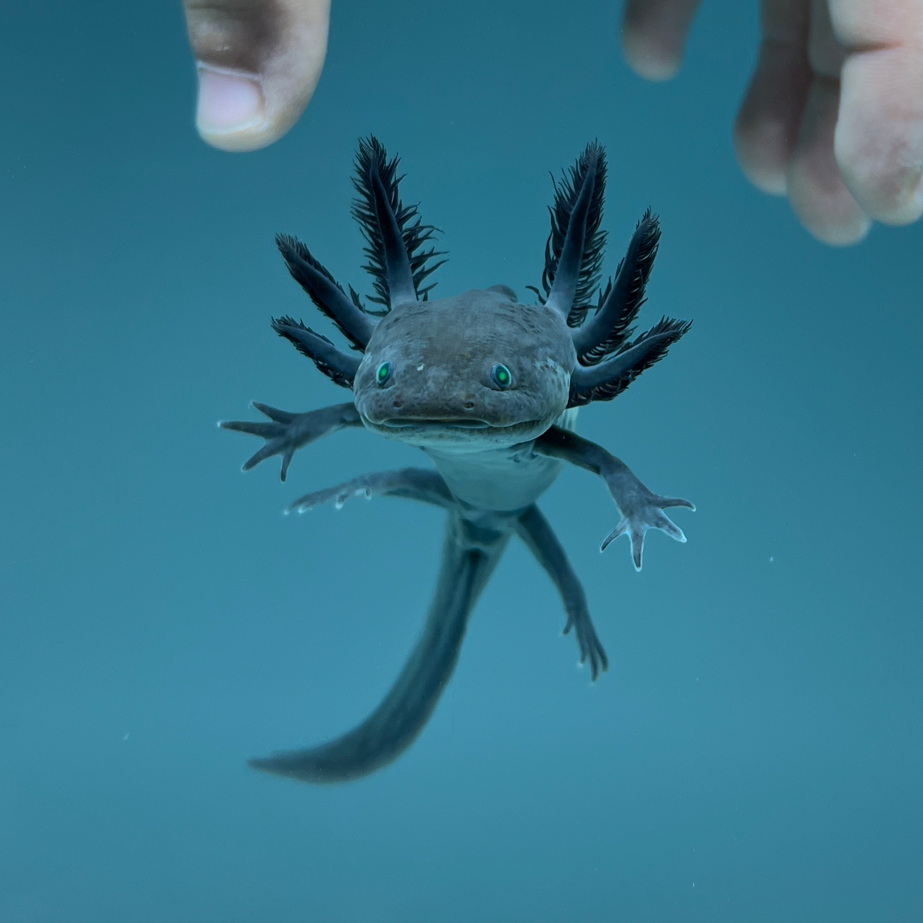 GFP Melanoid Axolotl from Axolotl Planet