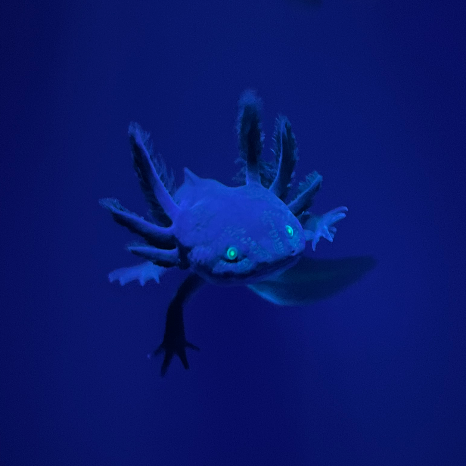 GFP Melanoid Axolotl from Axolotl Planet