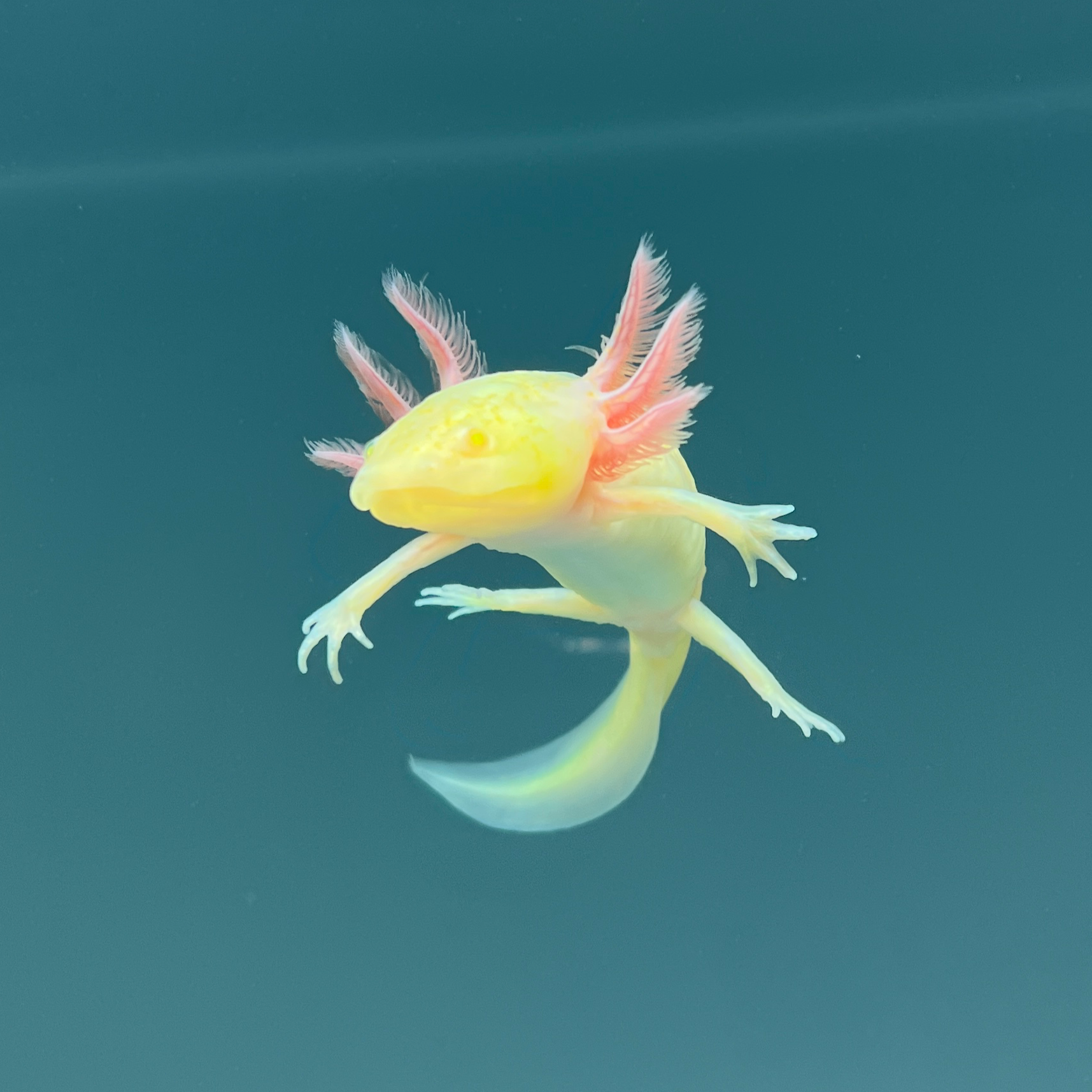 GFP Albino Melanoid from Axolotl Planet